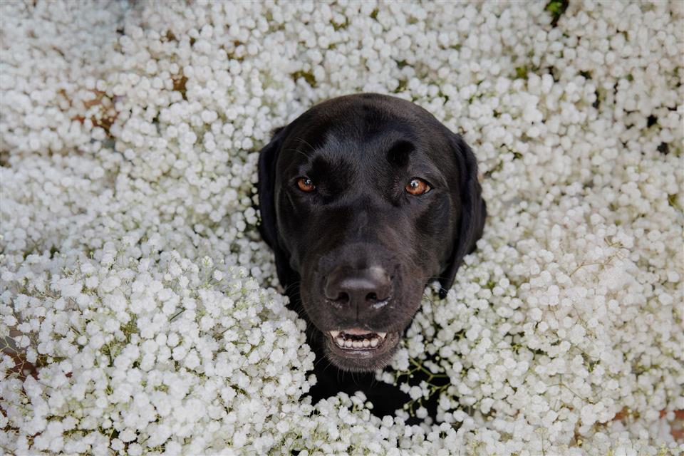 Wedding dog surrounded by bouquets